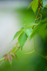 leaf with blurred background
