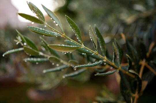 Wet branch of olive tree after summer rain in Croatia