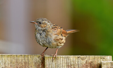 garden sparrow sitting on the fence