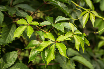 Obraz premium Green ivy leaves close up. Fresh bright ivy leaf green nature texture background