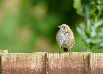 garden sparrow sitting on the fence