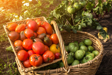 Tomato harvest in basket close up in sunlight. Organic red and green tomatoes in garden
