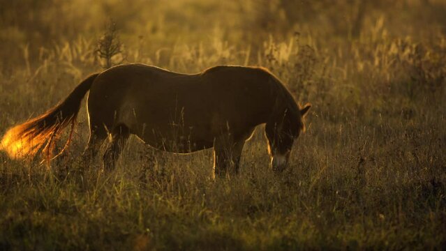 Sunlit wild exmoor pony horse in late autumn nature habitat in Milovice, Czech republic. Protected animals considered as horse ancestor maintain the environment of steppe landscape.