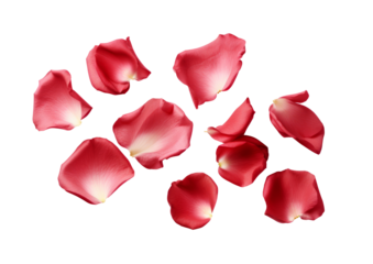 red rose flower petals scattered.
