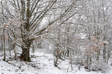 Snowy landscape into the oak forest in winter