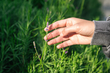 A woman's hand touches a lavender flower, close up.