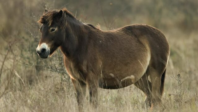 Closeup sunlit wild exmoor pony horse have rest standing in the middle of pasture in late autumn nature habitat in Milovice, Czech republic. Protected animals considered as horse ancestor