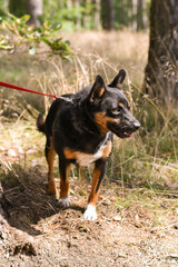 small black-and-tan rescue dog from animal shelter on a walk in the forest grass