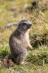 Closeup young Alpine marmot - Marmota marmota - in grass at Davos in the Swiss Alps, Switzerland