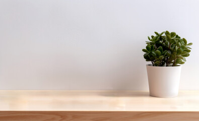 Vibrant green plant in a white pot stands on a empty wooden shelf with minimalist room and white wall background. High quality photo