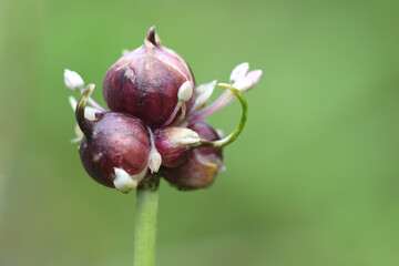 Multi-tiered onion (Allium proliferum) with little ones air bulbs. Close up photo. - obrazy, fototapety, plakaty