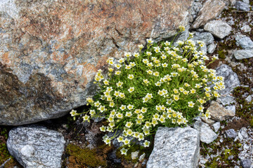 Furrowed saxifrage - Saxifraga exarata subsp. exarata