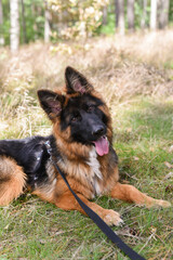 german shepgerd young dog