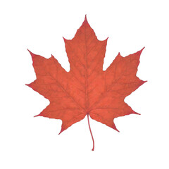 Naklejka na ściany i meble red, maple leaf, transparent, generative ai