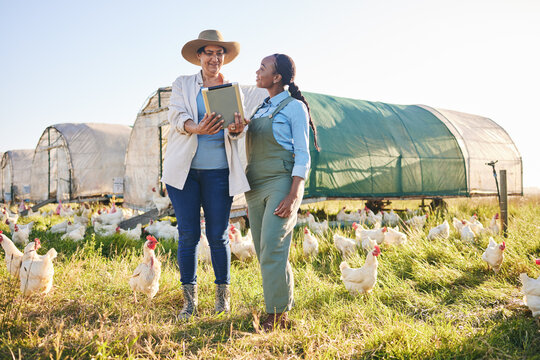 Farm, chicken and women on tablet in field, countryside and nature for small business, growth and ecology. Agriculture, sustainable farming and farmer on digital tech for poultry production inventory