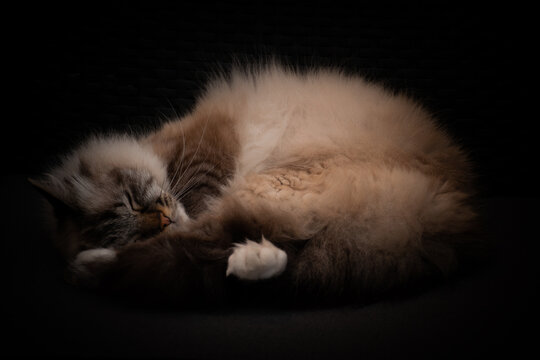 Chat Sacr&eacute; de Birmanie