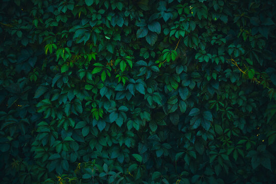 Natural background, dense green foliage.Green wall and hedge. © freeman83
