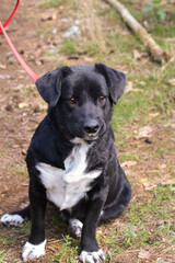 Fototapeta premium small black and white rescue dog