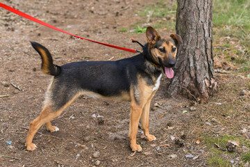 german shepherd like mixed rescue dog from animal shelter