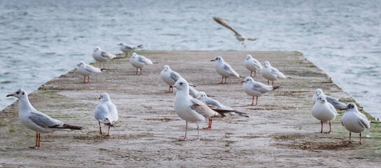 Seagulls living on the seashore.