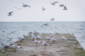 Seagulls living on the seashore.