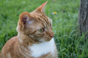 Beautiful ginger cat outdoors.