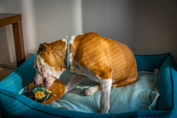Pit bull dog birthday day in blue pet bed with 13 years meat cake with fishes