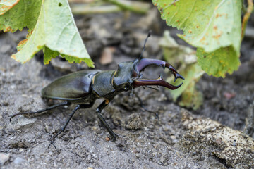 Close up of a Stag beetle on wood
