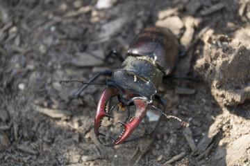 Stag beetle walking on the ground.