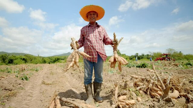 Slow motion scene of happy smiling and laughing Asian farmer man and employee who is an elderly person, harvesting cassava roots in a rural area.