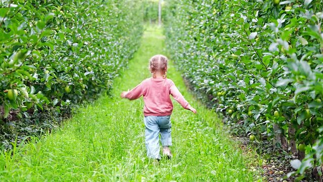 Little girl having fun in an apple plantation in South Tyrol, San Pietro town in Italy