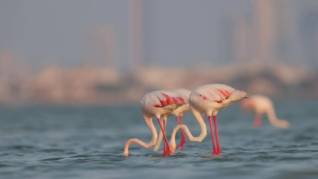 Greater flamingos feeding at Eker.