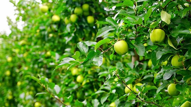 Green apples in an apple plantation in South Tyrol, San Pietro town in Italy