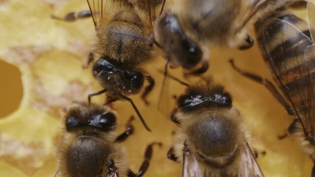 Bees swarming in honeycomb, super macro footage. Insects working beehive, honey