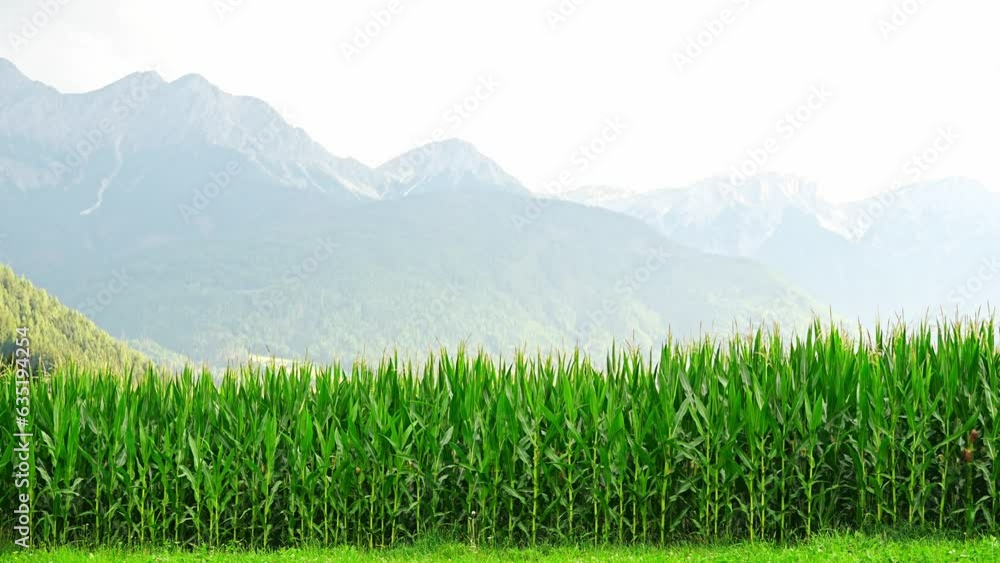 Wall mural Corn field with Alps mountains in background in sunset light, Italy