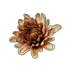 isolated floral illustration, blue chrysanthemum, digital painting. Colorful flowers, digital watercolor botanical illustration.