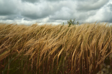 Golden Rye Field. Ears of Wheat Swaying in Wind. Dramatic skies