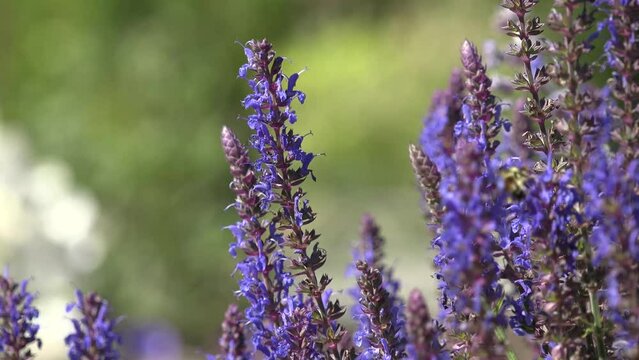 bee on lavender flowers in the garden