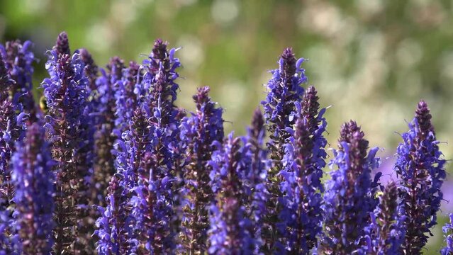 Bees on lavender flowers