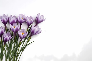 greeting card with crocuses on a white background with space for text