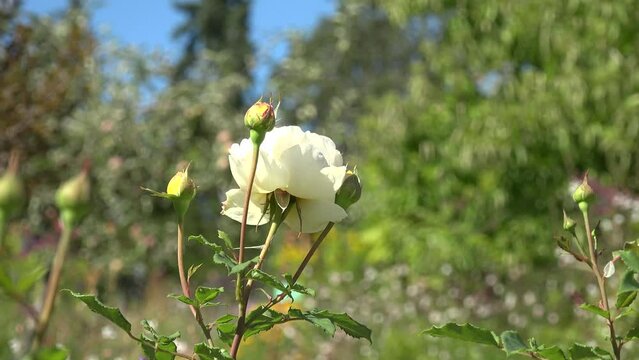 white flowers in the garden