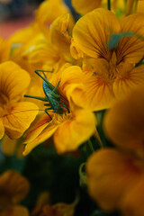 mantis insect orange nasturtium flowers, close-up