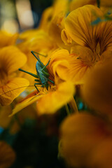 mantis insect orange nasturtium flowers, close-up