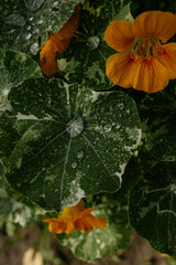 flowers greenery dew drop nasturtium