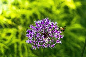 A Bumble Bee Attracted to an Allium Flower