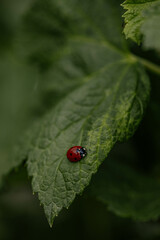insects, ladybug, green summer