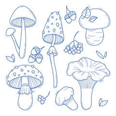 Collection of hand drawn mushrooms vector illustrations. Forest plants sketches. Perfect for recipes, menu, label, icon, packaging. Vintage mushrooms outlines. Botanical set.