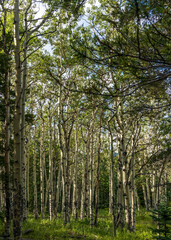 Aspen and spruce trees in the meadow along Squa Pass Road near Echo Lake Park, Colorado
