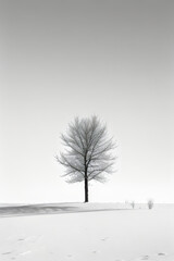 monochrome trees in snow