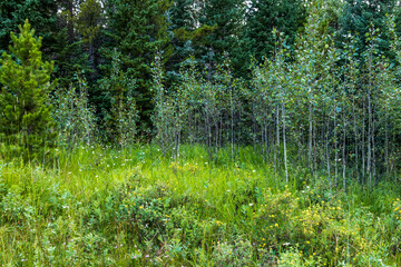 Wildflowers meadow in Colorado near Echo Lake Park